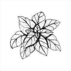 Graphics vector botanical illustrations with basil. Black line sketch with herbs and spices. Two versions - with and without filling