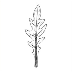 Graphics vector botanical illustrations with arugula. Black line sketch with herbs and spices. Two versions - with and without filling