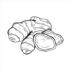 Graphics vector botanical illustrations with ginger. Black line sketch with herbs and spices. Two versions - with and without filling