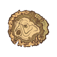 Tree rings wooden cross section