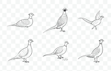 Print Elegant and Detailed Pheasant Line Art Vector Set for Creative Projects and Illustrations