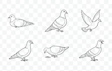 Elegant Dove Line Art Vector Set with Detailed Bird Illustrations in Minimalist Design