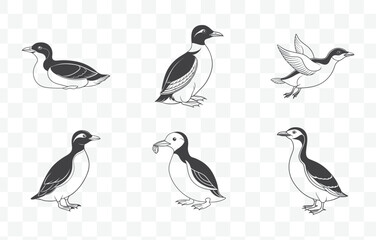 Murrelet Bird Line Art Vector Set Featuring Detailed Illustrations of Seabird Species in Minimalistic Style