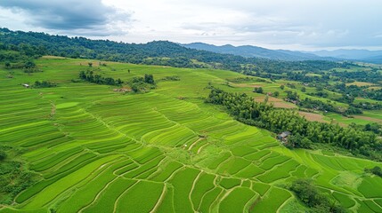Fototapeta premium Top view of the rice terraces in Muang Sing, with vibrant green fields spreading across the rolling hills.