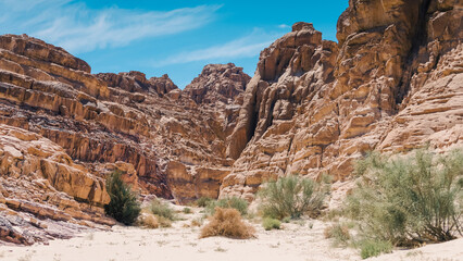 Fototapeta premium high rocky mountains and green plants in the desert against the blue sky and white clouds in Egypt Dahab South Sinai