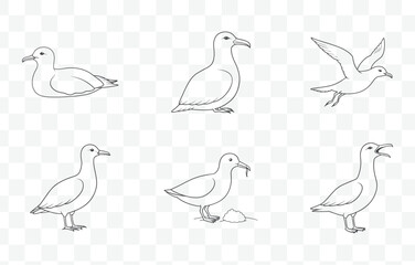 Comprehensive Shearwater Line Art Vector Set for Illustrations and Design Projects in a Detailed Style