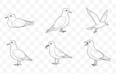 Detailed Storm Petrel Line Art Vector Set for Illustrations and Designs with Various Petrel Poses and Styles