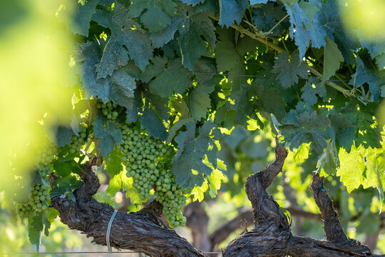 A vibrant grapevine supports clusters of green grapes, bathed in sunlight, amidst a rustic vineyard landscape, signaling a promising forthcoming harvest season in Penedes Spain