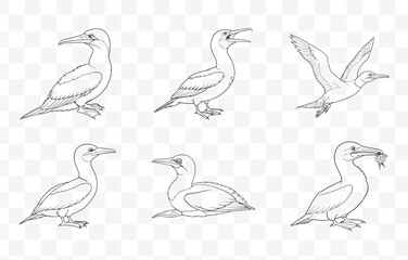 Gannet Line Art Vector Set Featuring Detailed Illustrations of Seabirds in Various Poses and Flight Styles