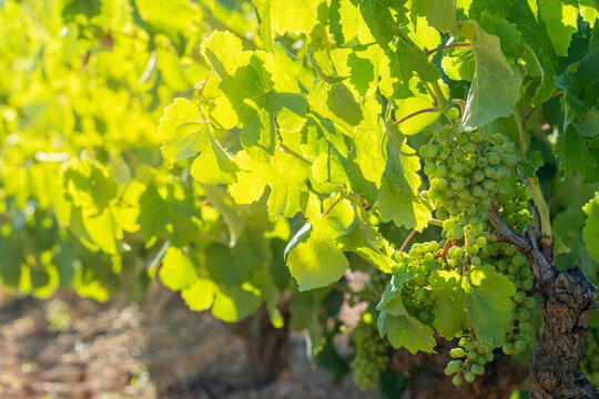 A detailed view of grapevines showcasing unripe green grapes hanging amid vibrant green leaves, bathed in warm sunlight, symbolizing growth and nurturing in Penedes Spain