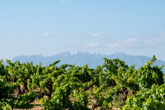 Impressive view of a vineyard with rows of grapevines stretching towards prominent mountains under a clear blue sky, symbolizing nature&rsquo;s majesty and agriculture&rsquo;s harmony in Penedes Spain