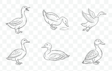 Duck Line Art Vector Set with Various Poses and Detailed Illustrations for Creative Designs and Projects