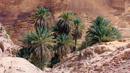 green palm trees in an oasis in the desert against the backdrop of rocks in Egypt Dahab South Sinai