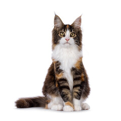Pretty young tortie Maine Coon cat, sitting up facing front. Looking towards camera. Isolated on a white background.