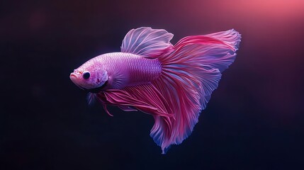 Graceful Betta Fish - Stunning Pink and Purple Fins in Ethereal Movement on Dark Gradient Background