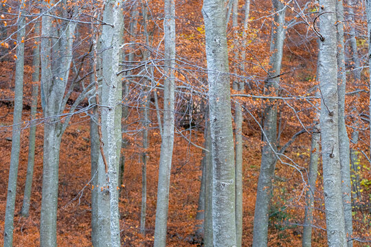 A quiet autumn forest scene with tall trees mostly bare of their leaves, offering a stark yet beautiful representation of nature's seasonal change and transition in Montseny Spain