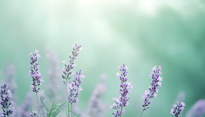 A single pastel color, such as mint green or lavender, providing a soothing and simple backdrop