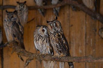 couple owls wild animal shelter place wooden log cabin for creatures rescue medical service process, beautiful orange eyes looking side ways and at camera
