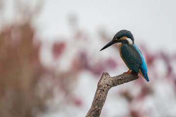 Kingfisher on branch , Common Kingfisher , Male Common Kingfisher