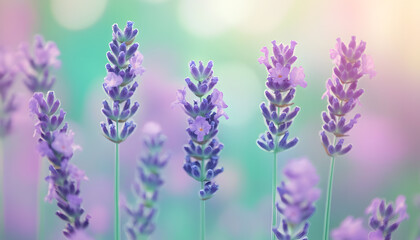Obraz premium A single pastel color, such as mint green or lavender, providing a soothing and simple backdrop