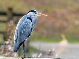 水辺で周りを見渡しているアオサギ
