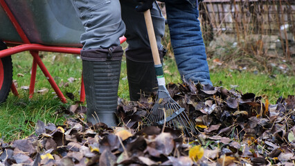 A man rakes dry fallen leaves from the ground into a wheelbarrow. Cleaning the lawn. Autumn...