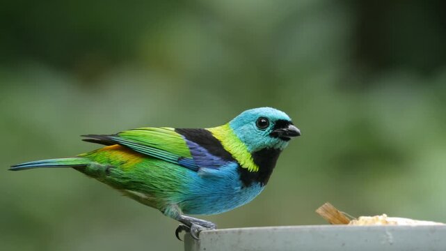 Green-headed tanager eating fruit, bird in Atlantic rain forest, close up