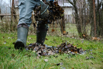 A man rakes dry fallen leaves from the ground into a wheelbarrow. Cleaning the lawn. Autumn gardening. Preparing the garden for winter.
