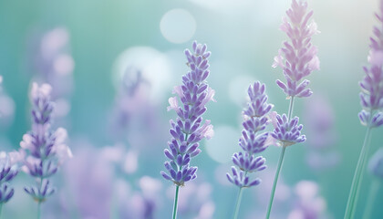 Obraz premium A single pastel color, such as mint green or lavender, providing a soothing and simple backdrop