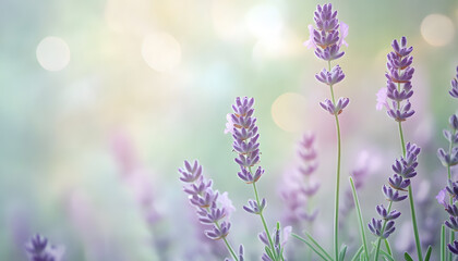 Obraz premium A single pastel color, such as mint green or lavender, providing a soothing and simple backdrop