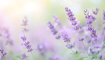 Fototapeta premium A single pastel color, such as mint green or lavender, providing a soothing and simple backdrop
