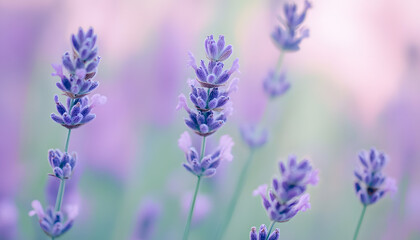 A single pastel color, such as mint green or lavender, providing a soothing and simple backdrop