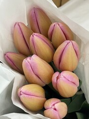 Fototapeta premium Flowers tulips