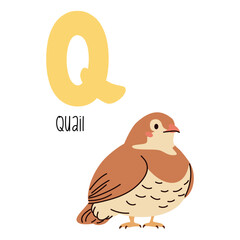 Cute flat vector illustration. Cute quail and letter Q. Animals and letters of alphabet . Vector illustration
