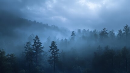Obraz premium Valley Forest in the Fog - Valley Old-Growth