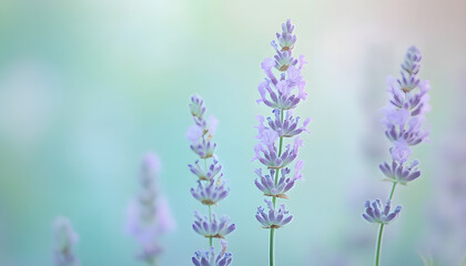 Obraz premium A single pastel color, such as mint green or lavender, providing a soothing and simple backdrop