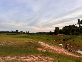 Obraz premium cows in the field