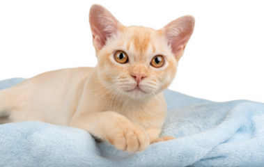 Purebred red Burmese kitten lying on blue blanket