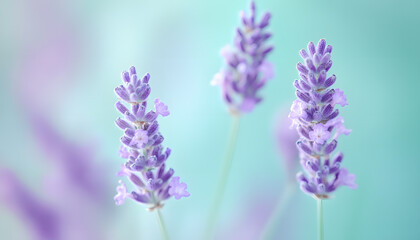 Obraz premium A single pastel color, such as mint green or lavender, providing a soothing and simple backdrop