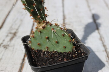 kaktus opuncja mrozoodporna opuntia polyacantha var erinacea