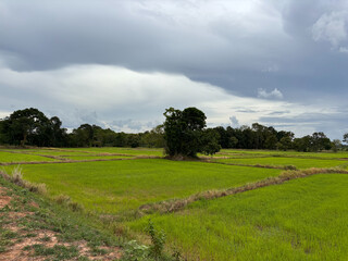 Obraz premium landscape with trees