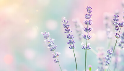 Fototapeta premium A single pastel color, such as mint green or lavender, providing a soothing and simple backdrop