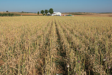 Freshly harvested garlic bulbs drying on the ground in a garlic field.