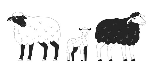 Sheep family with cute little lamb black and white 2D line characters. Farm animals breeding industry. Small livestock flock isolated vector outline animals. Monochromatic spot illustration