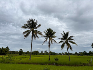 palm trees of blue sky