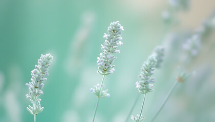 Obraz premium A single pastel color, such as mint green or lavender, providing a soothing and simple backdrop