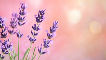 Obraz premium A single pastel color, such as mint green or lavender, providing a soothing and simple backdrop