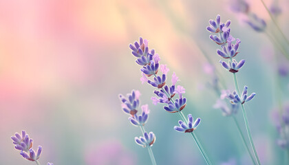Obraz premium A single pastel color, such as mint green or lavender, providing a soothing and simple backdrop