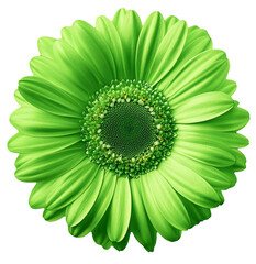 Gerbera green flower on white isolated background with clipping path. no shadows. Closeup. Nature.