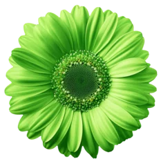  Gerbera green  flower  on white isolated background with clipping path.  no shadows. Closeup.  Nature. © Dontrell